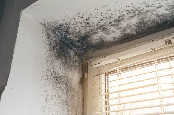 Affordable Black Mold Remediation solutions in Senoia, GA