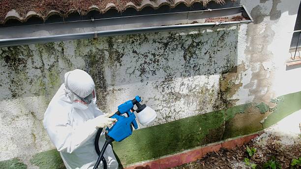 Top rated local Black Mold Remediation specialists in Senoia, GA